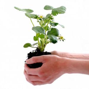 Hand holding a plant